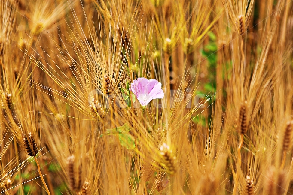 나팔꽃,보리밭,꽃,보리,곡식,자연,식물