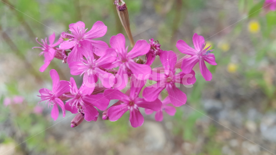 분홍색꽃,flower,꽃,분홍,야생화