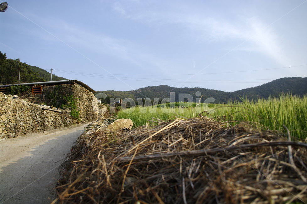 청산도,돌담길,돌담,집,시골,길,보리밭,식물,plant,계절,봄,spring,시골,마을,풍경,landscape,country,rural,town