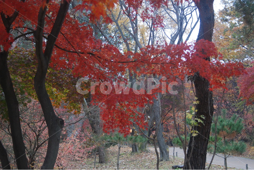가을풍경,가을단풍,단풍,tree,나무,가을,계절,fall,autumn,season