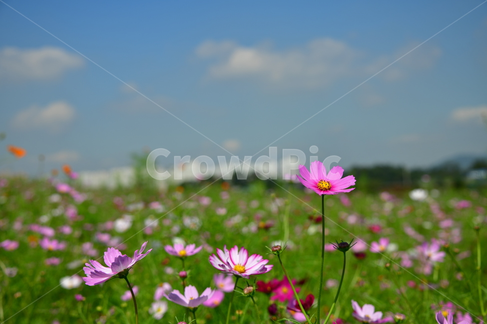 코스모스,꽃,가을,식물,자연,plant,flower,식물,자연,plants,nature,꽃,flower