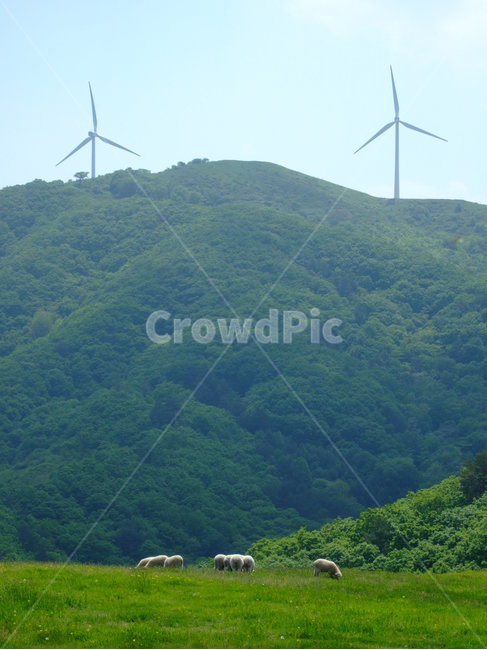 강원도,대관령,양,발전기,풍력,바람,산,여름,능선,산마루,mountain,windplant,wind,summer,sheep,자연,풍경,nature,landscape,machine,기계,motor,모터,engine,엔진,animal,동물,mammal,포유류