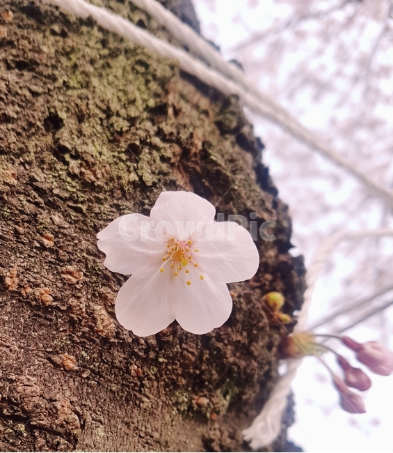 벚꽃,pink,봄,자연,flower