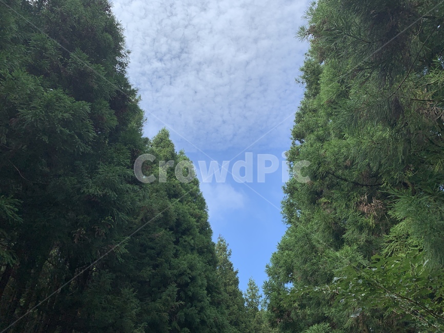 산,하늘,자연,제주,사려니숲길,날씨