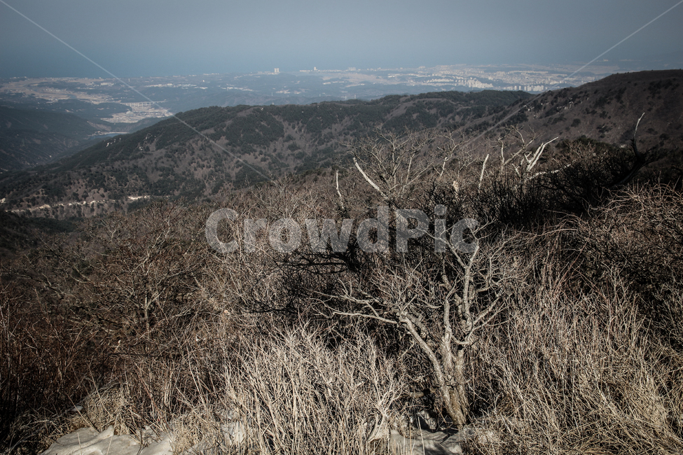 풍경,산,겨울,겨울산,바다,동해,쓸쓸,가지,나무,정상,자연,풍경,nature,landscape,outdoors,옥외,ground,바닥