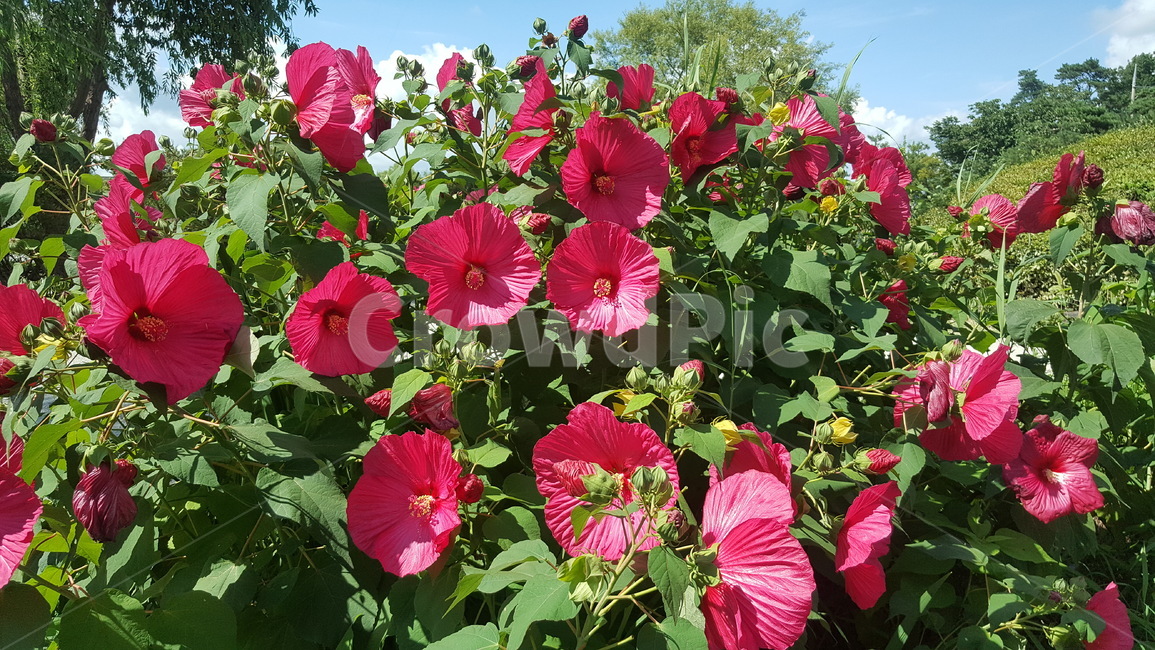 꽃,접시꽃,자연,식물,빨강,식물,자연,plants,nature,꽃,flower