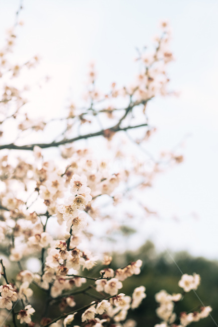 자연,매화,꽃,봄,매화꽃,spring,flower,nature,식물,plant,봄,계절,spring,season,식물,자연,plants,nature,꽃,flower,blossom
