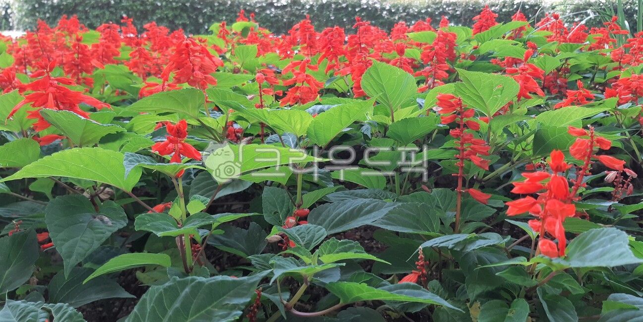 blossom,flower,scarletsage,Red,red,Scarlet Sage,plant,salvia,Sarbia,sage,garden,Salvia