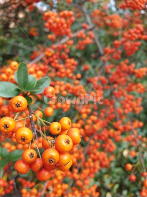 열매,예쁜,주황색,식물,클로즈업,식물,자연,plants,nature,과일,열매,fruit