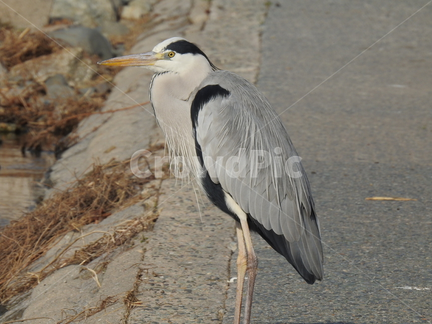 새,자연,동물,조류,생물,동물,animal,조류,새,birds