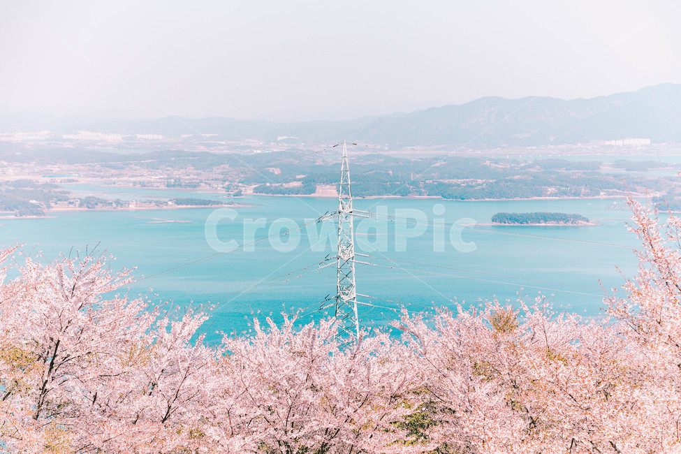 pink,Cherry Blossom,nature,tree,south sea,sea,spring,spring flowers,ocean,plant,season,landscape
