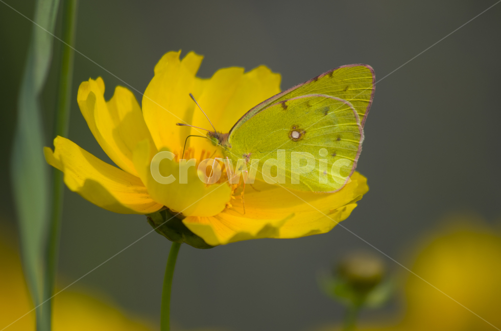 나비,beauty,macro,closeup,접사,매크로,확대,노란나비,노랑나비,계절,봄,뷰티,감성,자연