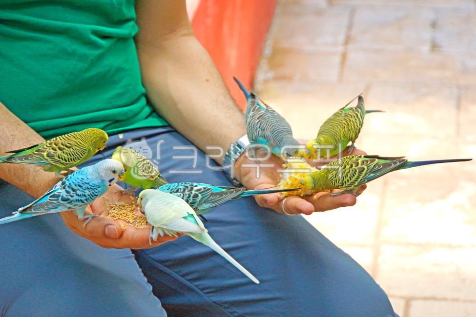 조류,새,애완동물,잉꼬,parakeet