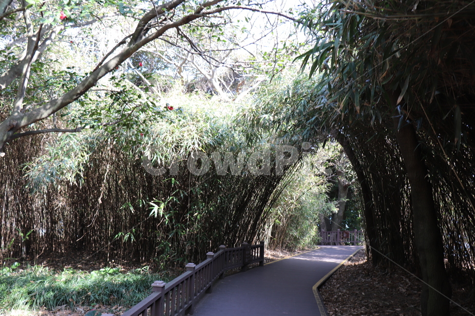 여수오동도,오동도,풍경,자연,대나무,자연,풍경,nature,landscape,garden,정원,outdoors,옥외,arbour,정자