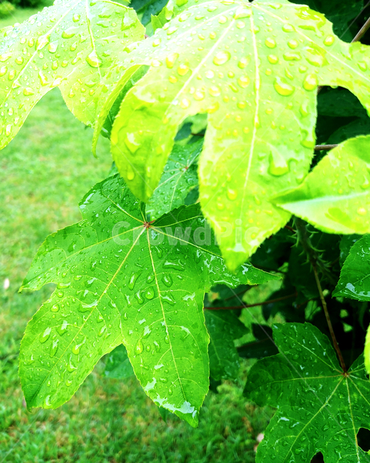 비온뒤,초록식물,leaf,잎,plant,식물,상쾌한,fresh,빗방울,비,식물,자연,plants,nature