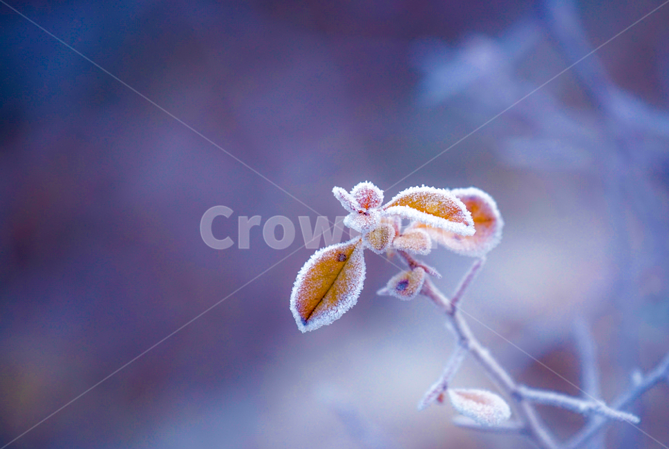 서리,서릿꽃,감성,식물,겨울,계절,접사,클로즈업,겨울,계절,winter,season,식물,자연,plants,nature