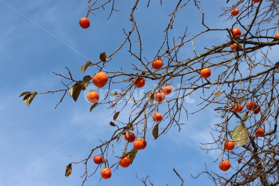 가을,단풍,나무,식물,autumn,fall,tree,plant,leaf,maple,감,감나무,단감,persimmon