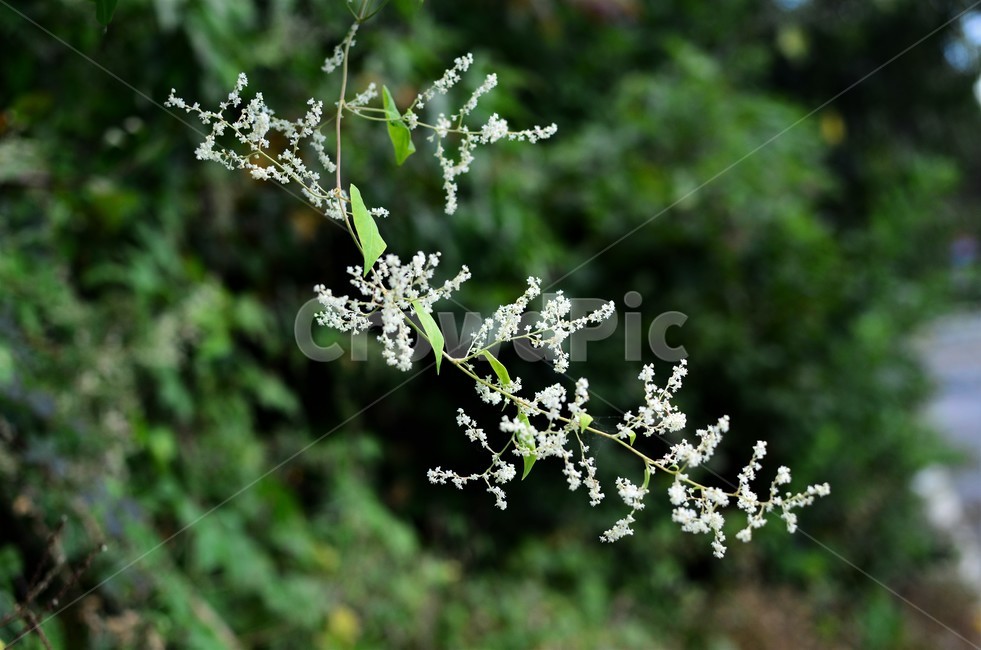 적하수오,하수오,마디풀과,덩굴식물,약용식물,밀원식물,식물,자연,plants,nature