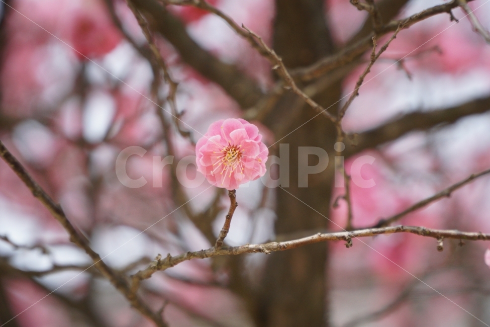 꽃,홍매화,나무,자연,혼자,봄,계절,spring,season,식물,자연,plants,nature,꽃,flower,감성,sensible,feeling,plant,blossom