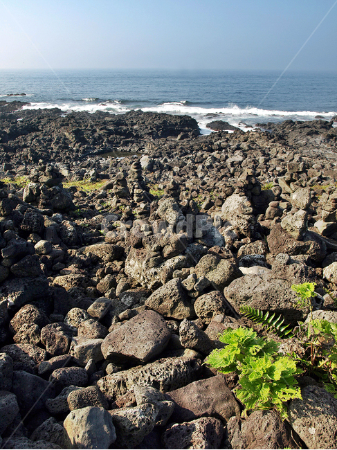 돌탑,온평포구,올레3코스,올레,제주,서귀포,현무암,자연,풍경,nature,landscape,제주도,jeju,jeju island,plant,식물