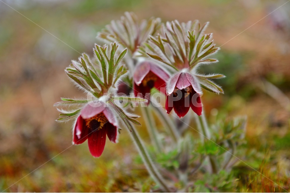 plant,식물,blossom,flower,꽃,할미꽃,솜털,공원,봄꽃,계절,식물,자연,plants,nature,꽃,flower