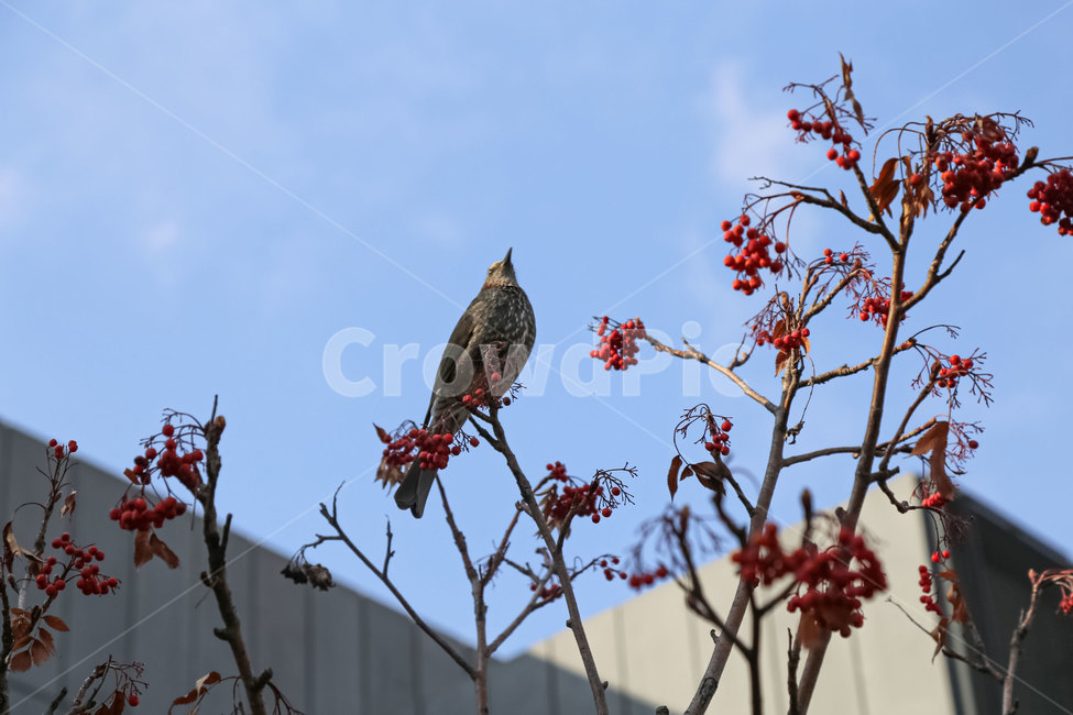 bird,새,animal,동물,핀치,열매,겨울,봄,자연,풍경,힐링,휴식,나뭇가지