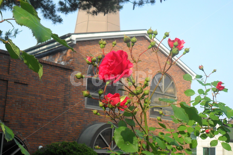 장미,꽃,rose,flower,빨간장미,건물,교회,담,나무,식물,자연,plants,nature,꽃,flower