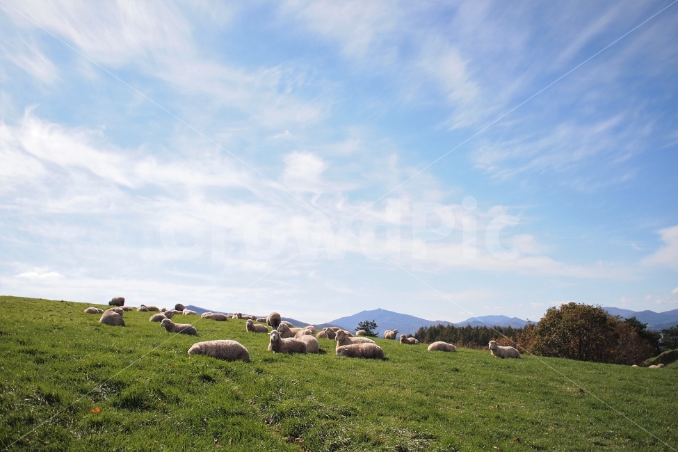 목가적,양떼,초원,목장,동물,양,평화로운,배경화면,평창,자연,풍경,nature,landscape,한국자연풍경,한국자연경관,korea nature landscape,동물,animal,포유류,mammal,산업,industry,industrial,목축업,목장,livestock farming,ranching,pasture,field,들,outdoors,옥외,grassland,목초지