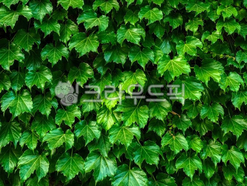 식물,잎,녹색,담쟁이덩굴,배경,벽,표면,외관,잎사귀,plant,leaf,green,ivyvines,background,wall,surface,exterior