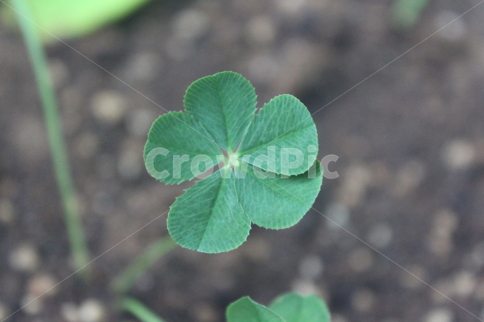 leaf,5잎,크로버,plant,식물