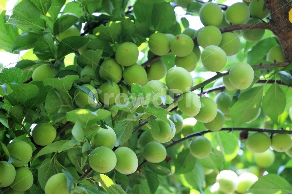 자연,풍경,녹음,매실,싱그러움,식물,자연,plants,nature,과일,열매,fruit