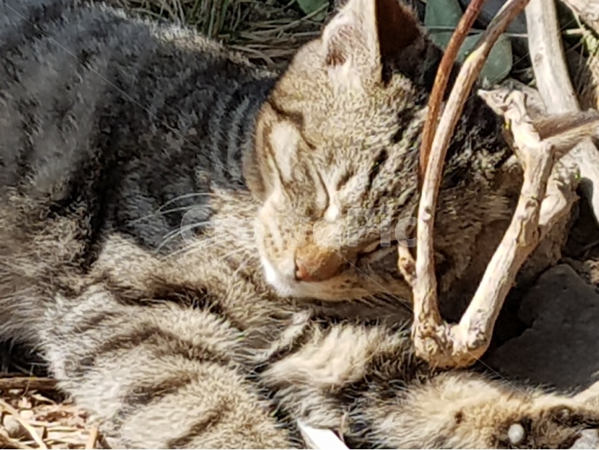 고양이,표정,cat,애교,연기,동물,animal,포유류,mammal,고양이,cat,kitten,kitty