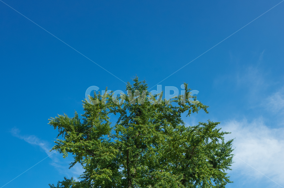하늘,나무,파란,여름,푸름,청량함,늦여름,식물,plant,tree
