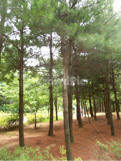 여름공원,공원풍경,공원,나무,숲,자연,풍경,nature,landscape,vegetation,초목,plant,식물,woodland,삼림지,forest,land,땅,outdoors,옥외,tree,grove,작은 숲