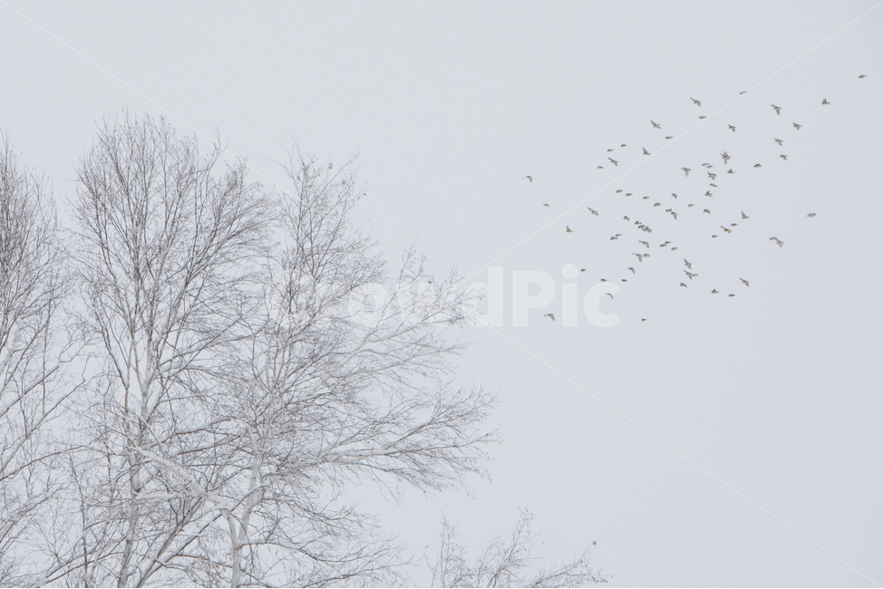 설경,눈,비에이,북해도,겨울풍경,snow,겨울,계절,winter,season,자연,풍경,nature,landscape,식물,plants,나무,trees,wood