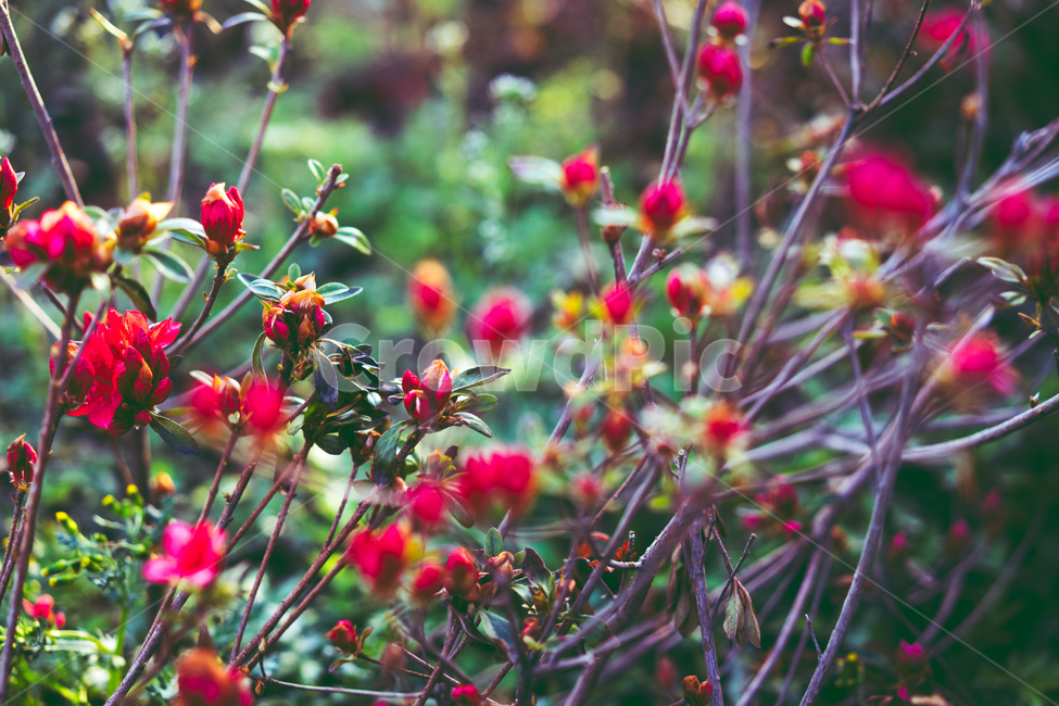 자연,풍경,꽃,식물,봄,가을,감성,식물,자연,plants,nature,꽃,flower,감성,sensible,feeling