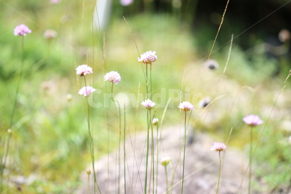 야생화,패랭이꽃,꽃,들꽃,야생,자연,생태,식물,식물,자연,plants,nature,꽃,flower