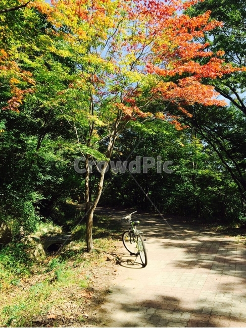 자전거,풍경,배경화면,여름,가을,단풍,여행,자연