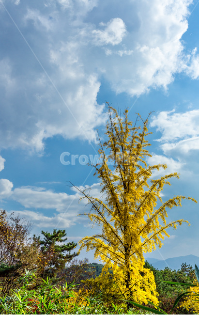 단풍,가을,구름,하늘,은행나무,풍경,가을,계절,fall,autumn,season,자연,풍경,nature,landscape,식물,plants,나무,trees,wood