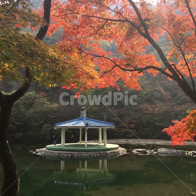 가을,계절,단풍잎,단풍,낙엽,단풍나무,정자,호수,식물,나무,잎