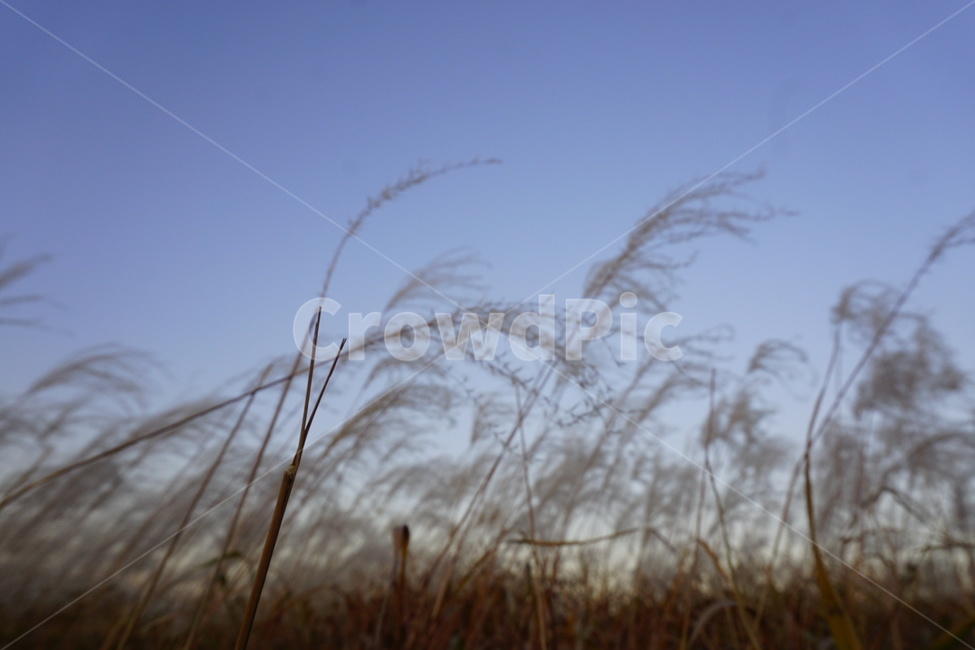억새,노을,하늘,자연,풍경,갈대밭,억새밭,sky,nature,sunset,공원,park,가을,계절,fall,autumn,season,자연,풍경,nature,landscape,grass,잔디,plant,식물
