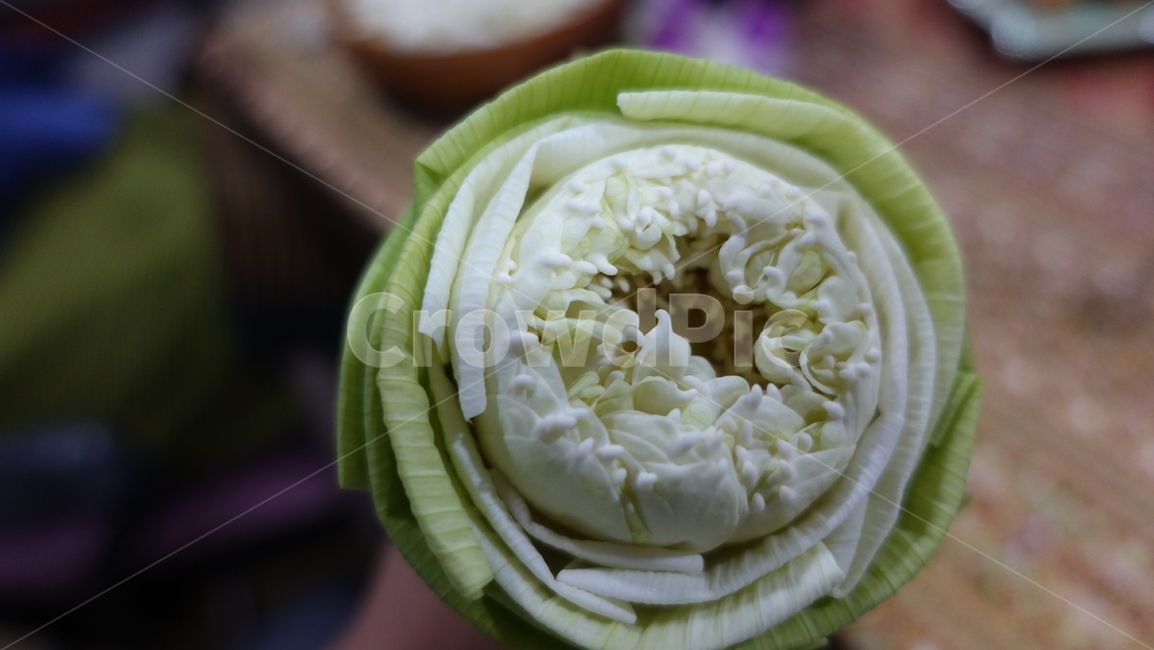 plant,식물,blossom,rose,장미,flower,꽃,연꽃,lotus,플라워공예