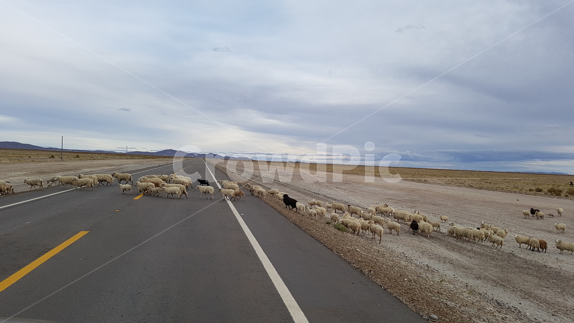 길,도로,양,sheep,road,peru,페루,점령,건너기,양떼,동물,animal,포유류,mammal,교통,교통수단,traffic,transportation