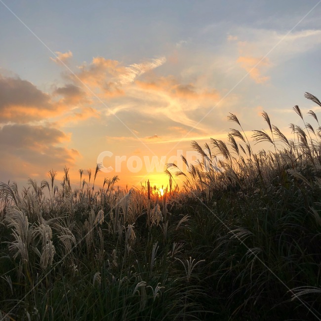 제주도,오름,억새,갈대,제주도오름,가을,계절,fall,autumn,season,식물,자연,plants,nature,plant,grass,잔디,lawn,reed