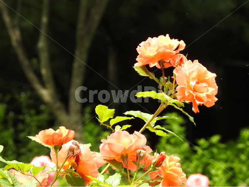flower,꽃,장미,식물,rose,식물,자연,plants,nature,꽃,flower