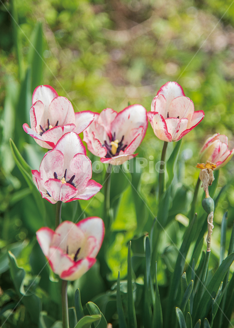 봄꽃,봄,정원,가든,가드닝,꽃,flower,spring,garden,식물,자연,plants,nature,꽃,flower