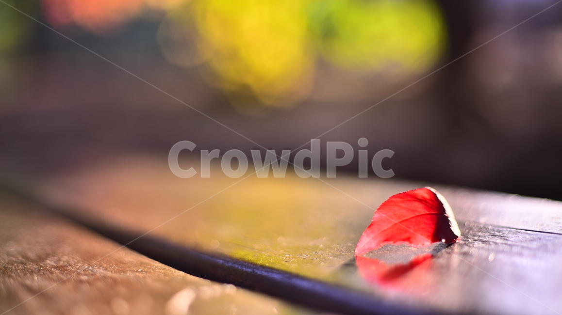 가을,감성사진,감성풍경,마지막잎새,시즌,계절,season,fall,autumn,baclground,plant,red,빨강색,잎새,이파리,잎사귀,나무의자,벤치,bench,나무,feeling,sensible,emotional,가을감성,가을풍경,가을배경,가을서정,가을느낌,느낌,필링,분위기,늦은오후,햇살,leaf,옥외,야외,가을,계절,fall,autumn,season,식물,자연,plants,nature,잎