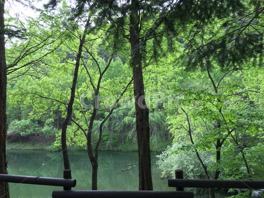 자연,나무,감성,청량함,nature,tree,green