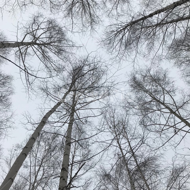 자작나무,나무,차가운,조용한,숲,한적한,숲속,자작나무숲,하얀,겨울,계절,winter,season,자연,풍경,nature,landscape,식물,plants,나무,trees,wood,tree,plant
