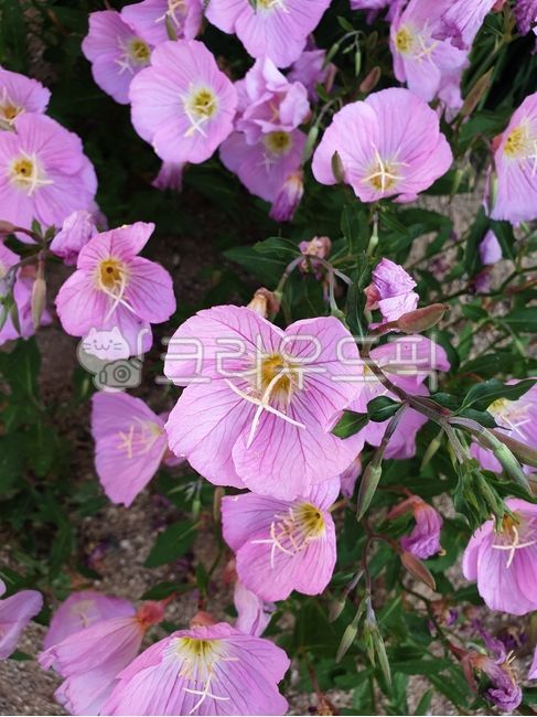 flower,flower,plant,plant,evening primrose